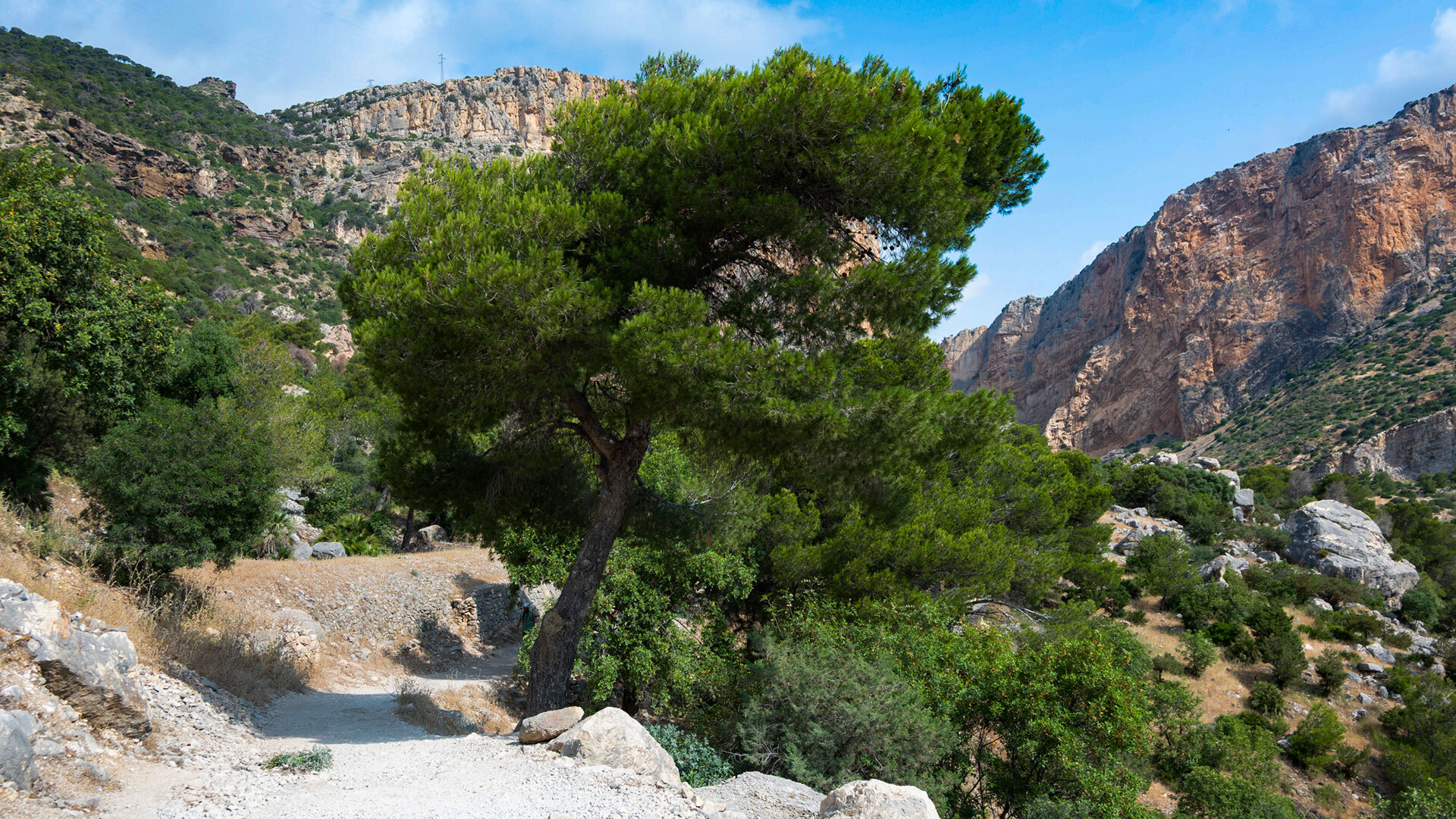 Pinos en el barranco de El Chorro